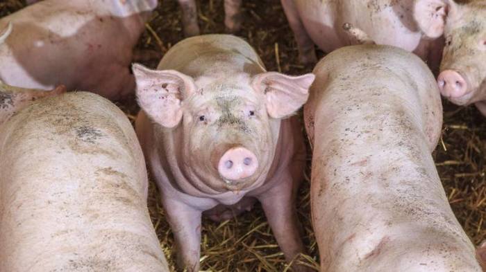 Belgien kämpft gegen Schweinepest - Hunderte Fälle befürchtet