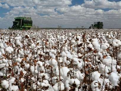 Azerbaijan increases purchase price for raw cotton