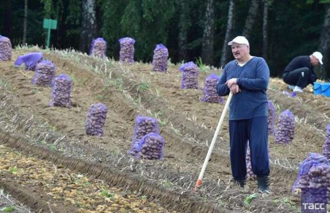 رئيس بيلاروس لوكاشينكو يجمع البطاطس والبطيخ