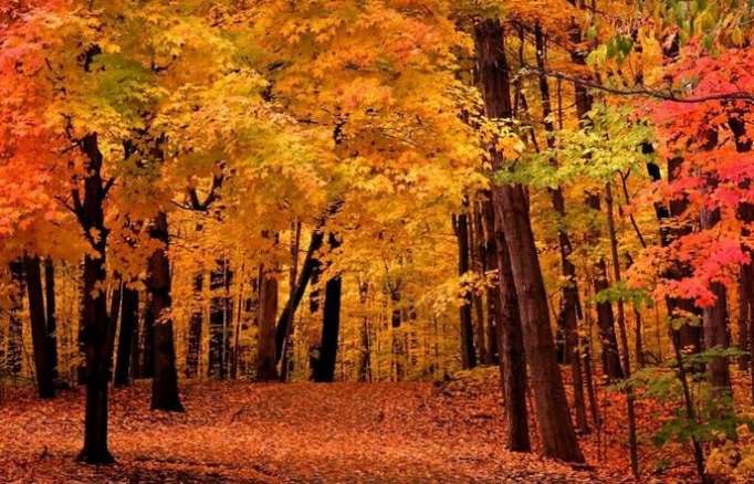 Pourquoi les arbres ont-ils des feuilles de plusieurs couleurs en automne?