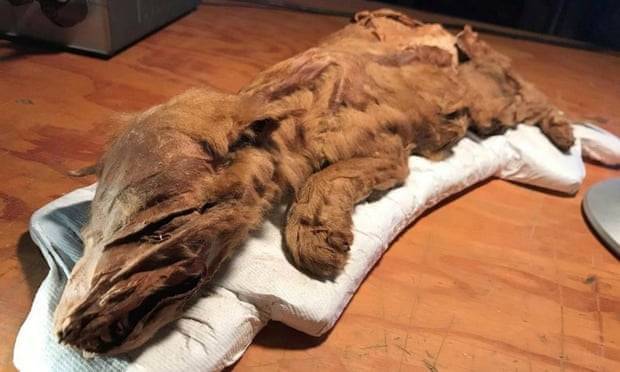 Spectacular ice age wolf pup and caribou dug up in Canada