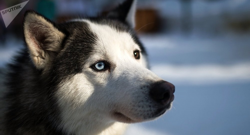 Pourquoi donc les huskys ont les yeux bleus?