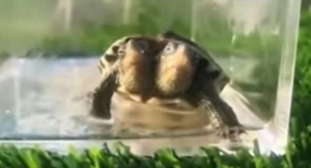 Mutant turtle with two heads shocks residents in China - VIDEO