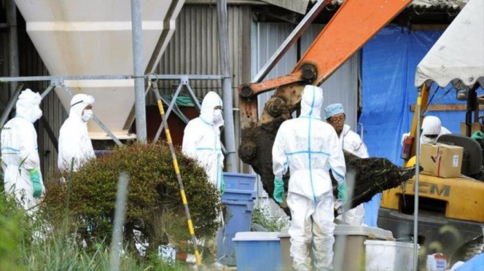 ‘Pentágono provoca epidemia de peste porcina en Rusia y China’
