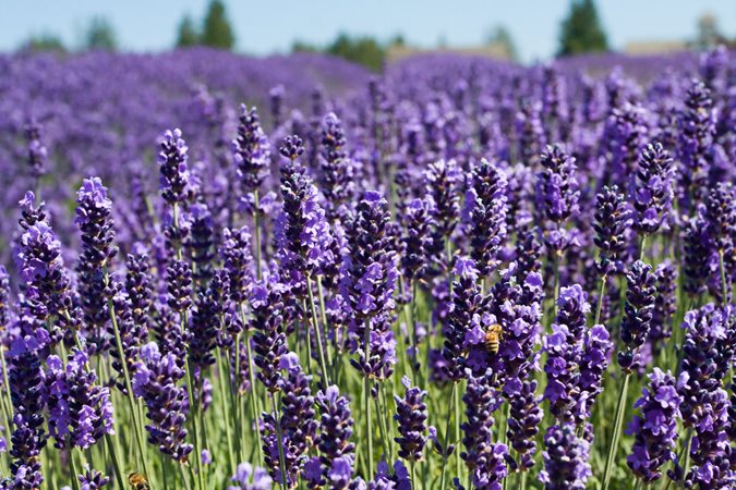 the-smell-of-lavender-is-relaxing-science