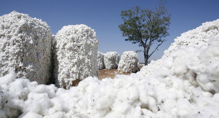 Schnellinformation: Bis jetzt landesweit mehr als 158.000 Tonnen Baumwolle gesammelt