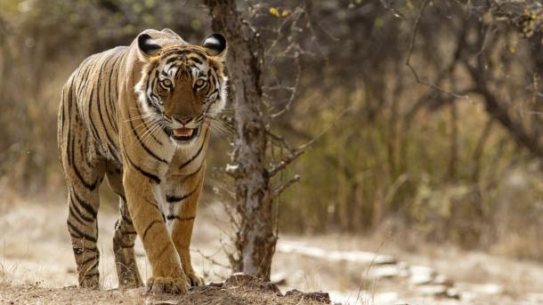 China lockert Verbot für Handel mit Nashorn- und Tigerteilen