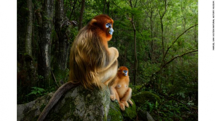 Wildlife Photographer of the Year: winners announced