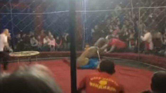 Cirque: en Russie, une lionne attaque une fillette de 4 ans - VIDEO CHOC