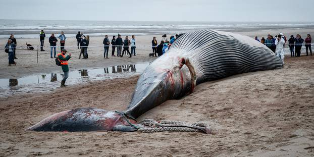 Une baleine de 18 mètres s