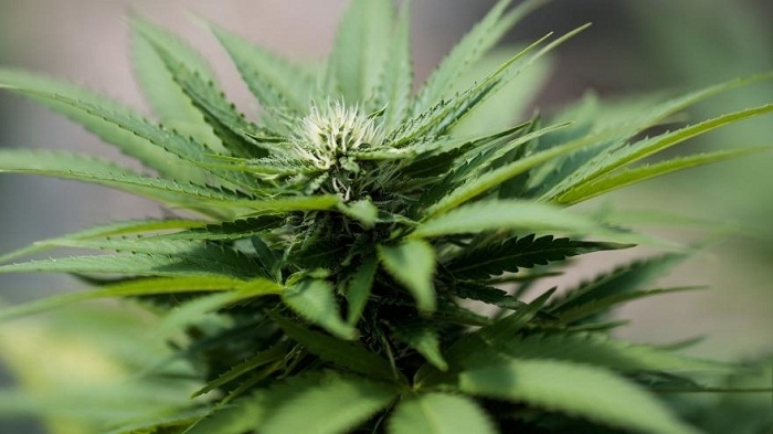 Canada: transporter du cannabis sera autorisé à bord des avions