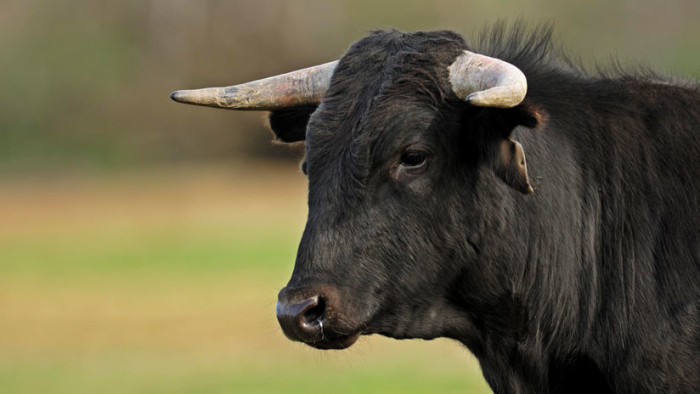 VIDEO: Un toro se arrastra al romperse las patas traseras en un festival español