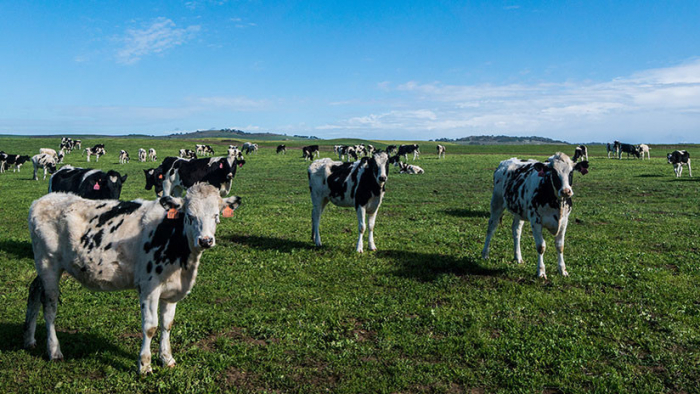 Detectan un caso de vacas locas en una granja de Escocia