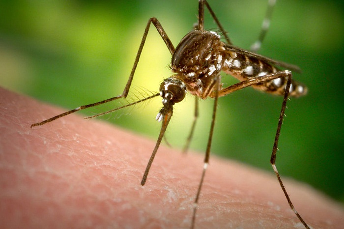 Inde: 80 cas de virus Zika signalés