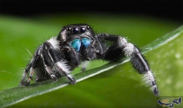 دراسة حديثة تؤكد أن هناك علاج الخوف من العناكب