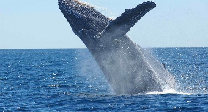 Ces chercheurs qui écoutaient changer le chant des baleines en Australie...