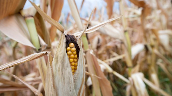 Tausende Bauern beantragen Dürrehilfen