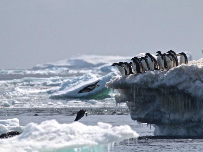 Fury as China, Russia and Norway block landmark Antarctic ocean sanctuary plan