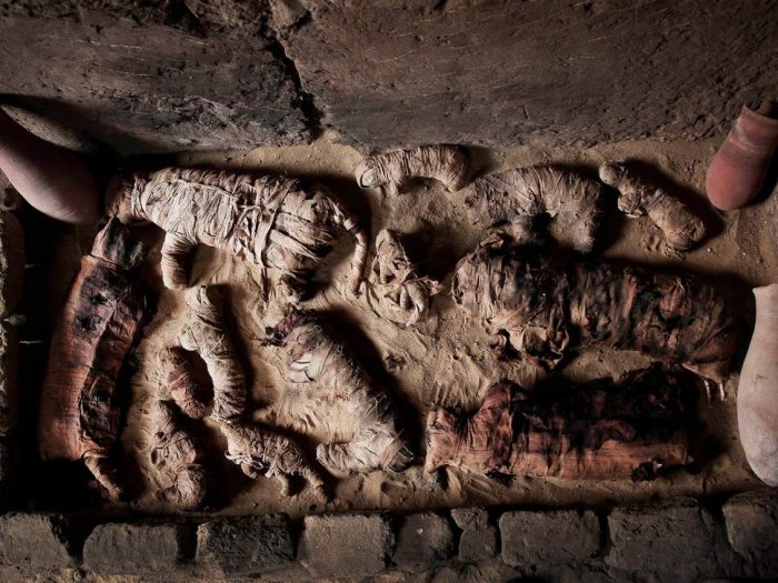 Massive hoard of mummified cats found in ancient Egyptian tombs