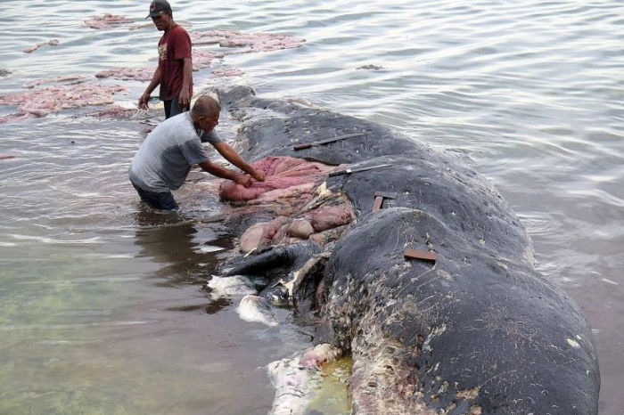 Indonesia: dead whale had 1,000 pieces of plastic in stomach
