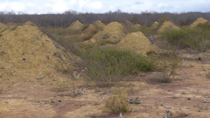 Ancient termite megapolis as large as Britain found in Brazil