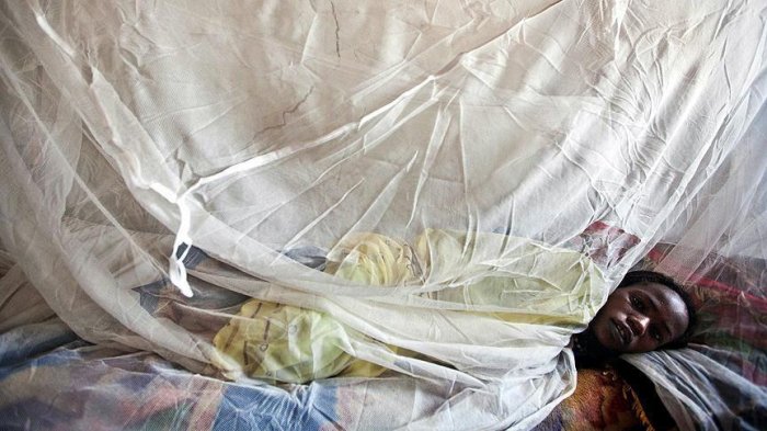 Nigeria: 143 deaths seen from Lassa fever outbreak