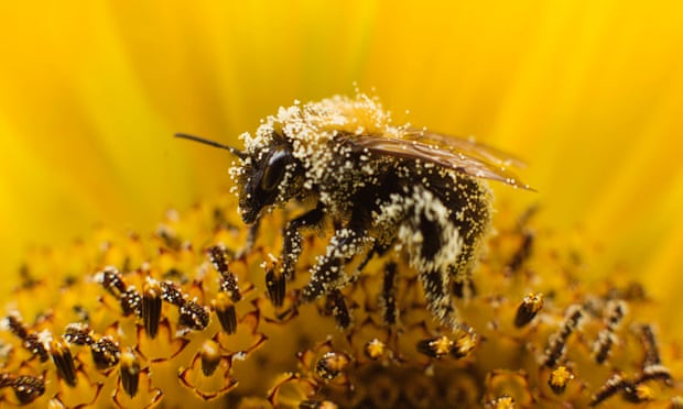 Scientist unveils blueprint to save bees and enrich farmers