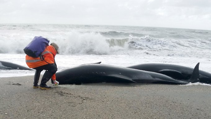 145 Grindwale vor Neuseeland gestorben