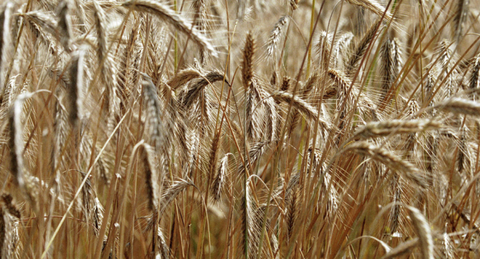 السعودية تطرح مناقصة عالمية لشراء القمح