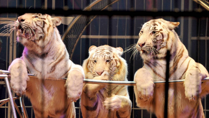 Le Portugal interdit les animaux sauvages dans les cirques