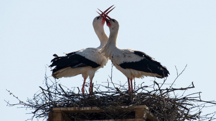 Liebe kennt keine Grenzen: Storch fliegt 16 Jahre lang immer wieder zu verletztem Weibchen zurück