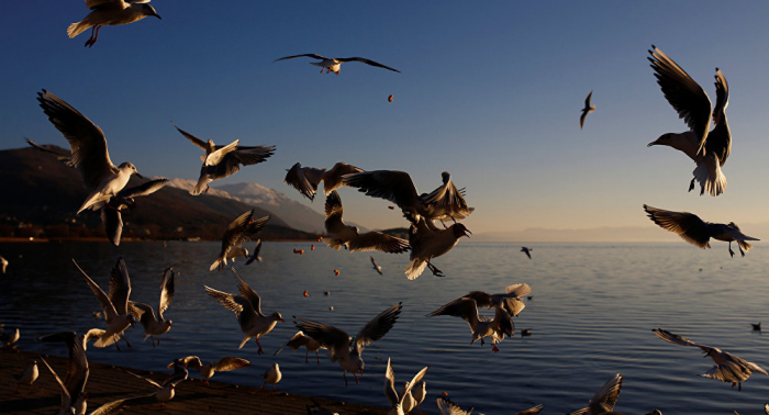 بالفيديو... شبكة الإنترنت السريعة تتسبب بنفوق مئات الطيور في هولندا