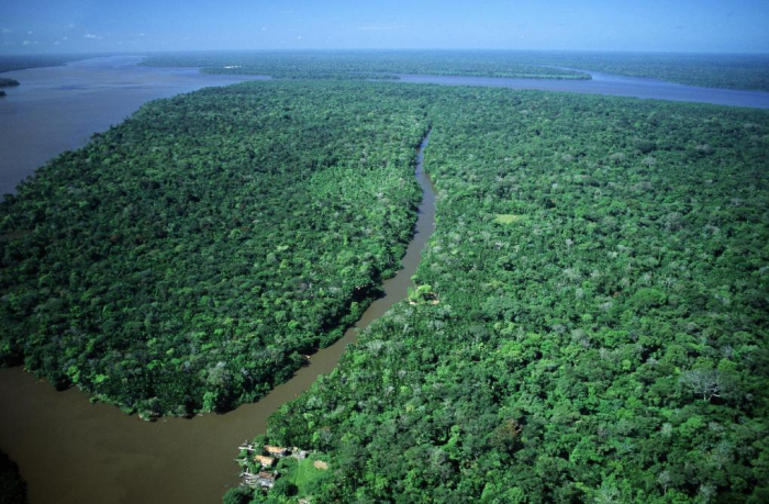 L’élection de Jair Bolsonaro menace la survie de la forêt amazonienne
