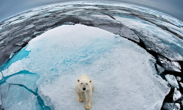 Slow Arctic freeze raises risk of polar bear extinction, say scientists