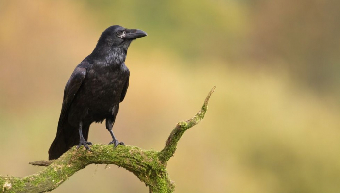Les corbeaux sont capables de construire des outils composés à partir de plusieurs pièces