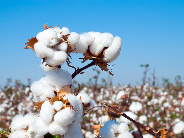 Cotton processing and cotton oil production plants to open in Azerbaijan