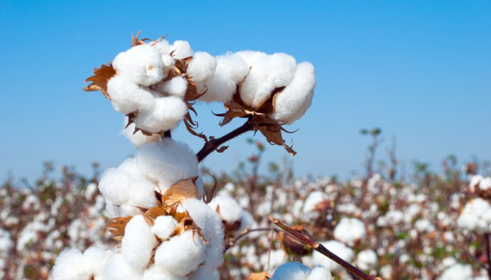 Over 190,000 tons of cotton harvested in Azerbaijan