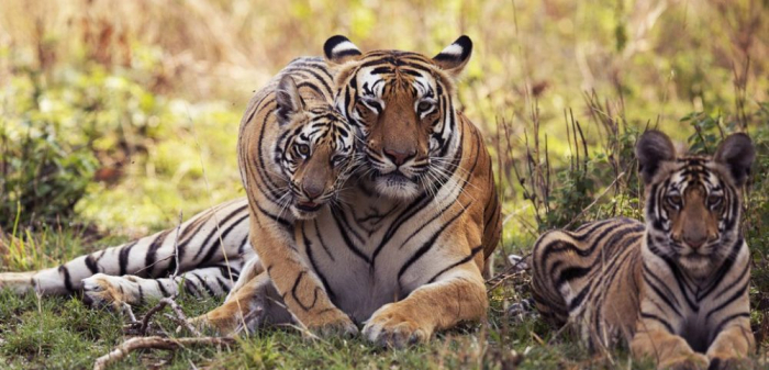 Bonne nouvelle pour les tigres du Bengale