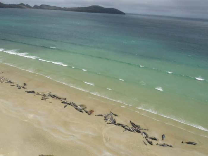 Près de 150 "dauphins pilotes" meurent sur une plage néo-zélandaise éloignée