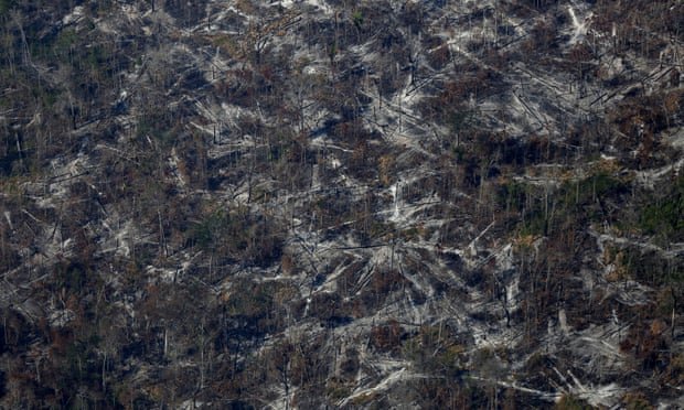 EU states call for tough action on deforestation to meet 2020 UN goal