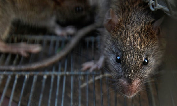 Hepatitis strain carried by rats makes leap to humans in Hong Kong