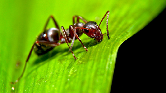 Revelan secretos de las extrañas hormigas que recolectan los cráneos de sus presas