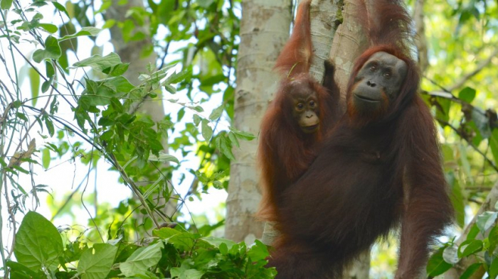 Forscher widersprechen angeblich steigenden Orang-Utan-Zahlen