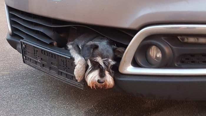 Hund steckt stundenlang in Kühlergrill fest