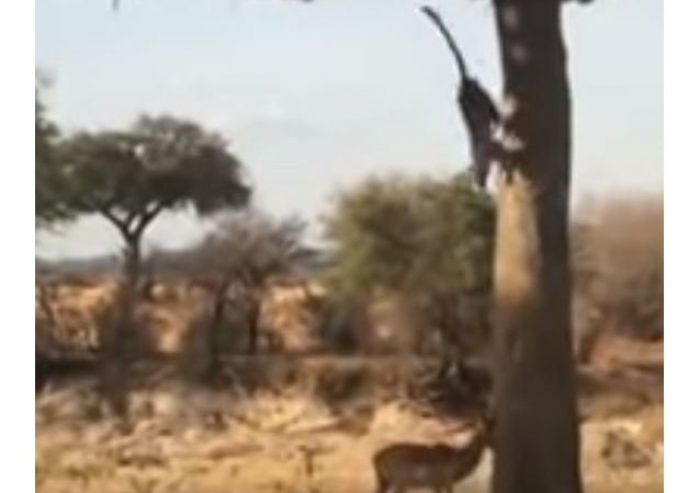 De un golpe: un leopardo toma por sorpresa a un antílope-VIDEO