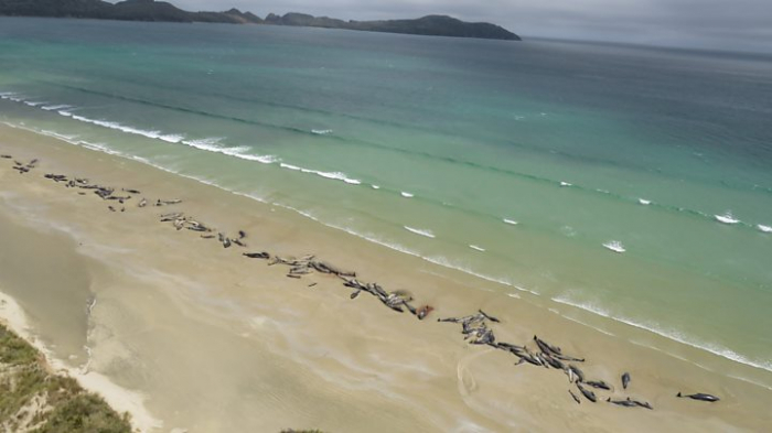 Whale stranding in New Zealand leaves 145 dead