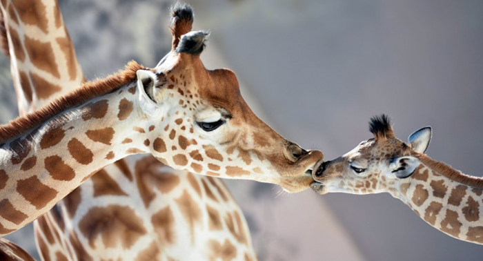 Les girafes pour la première fois en statut de «grave danger»