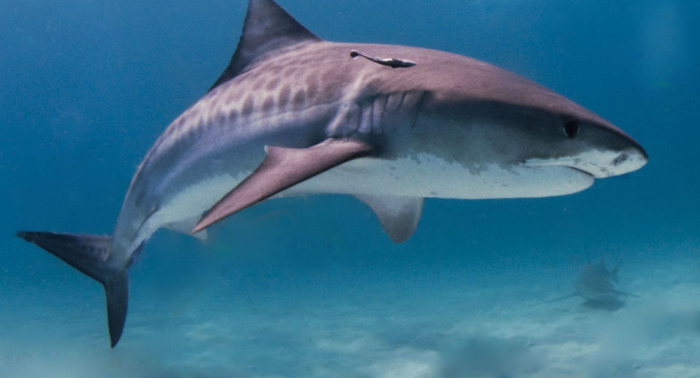 Des chercheurs évoquent une conséquence imprévue du changement climatique sur les requins