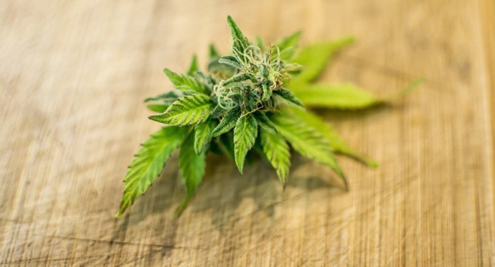 New Zealand passes bill to authorise use of medical marijuana