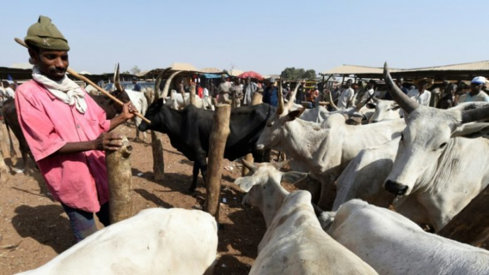 Nigeria: le conflit entre éleveurs et agriculteurs a fait 3600 morts